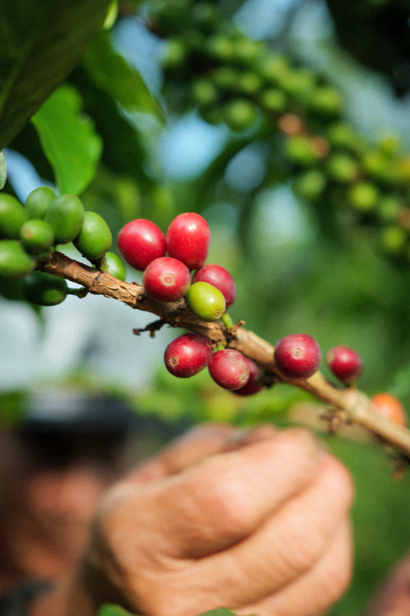 Ripe red coffee cherries on a branch in an Argelia farm, with a hand reaching in to pick them.