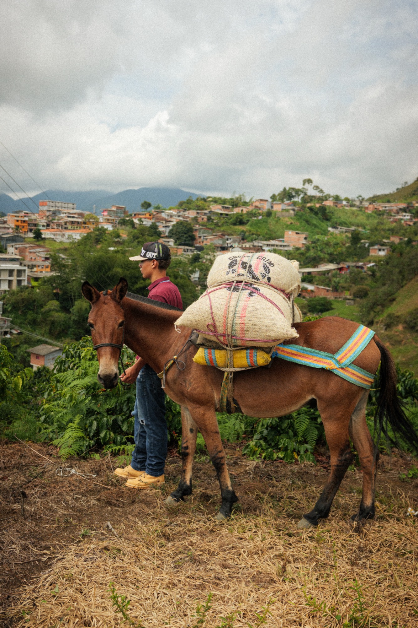 A farmer in Argelia stands with a mule carrying sacks of coffee above the town and the mountains of Antioquia.